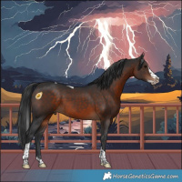 Horse Color:Brown Splash Tobiano