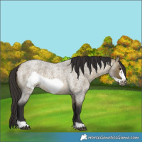Horse Color:Buckskin Roan Dun Sabino Frame 