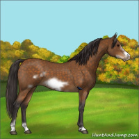 Horse Color:Buckskin Roan Sabino Frame 