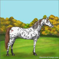 Horse Color:Liver Red Roan Sabino Near Leopard 