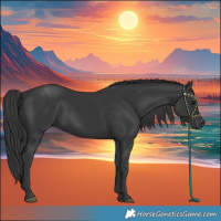 Horse Color:Black 