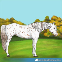 Horse Color:Chestnut Appaloosa 