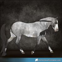 Horse Color:Buckskin Roan Sabino Frame 