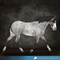 Horse Color:Buckskin Roan Sabino Frame 