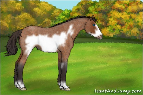 Horse Color:Buckskin Roan Sabino Frame