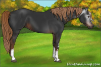 Horse Color:Gray White Spotted Liver Chestnut 