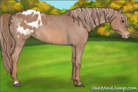 Horse Color:Chestnut Appaloosa 
