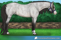 Horse Color:Buckskin Roan Sabino 