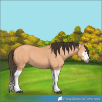 Horse Color:Bay Dun Splash Frame 