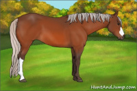 Horse Color:Silver Bay 
