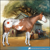 Horse Color:Bay Splash Frame Appaloosa 