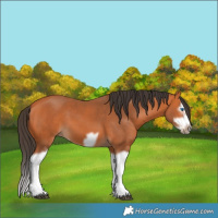 Horse Color:Bay Splash Frame 