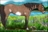 Horse Color:Buckskin Roan Sabino Frame 