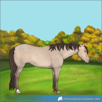 Horse Color:Amber Champagne Dun 