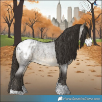 Horse Color:Buckskin Roan Sabino Blanket 