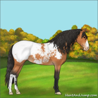 Horse Color:Bay Appaloosa 