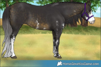 Horse Color:Buckskin Sabino 