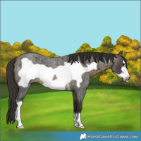Horse Color:Buckskin Roan Sabino Frame 
