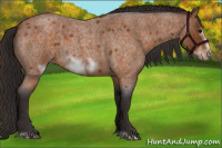 Horse Color:Buckskin Roan Sabino Frame 