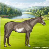 Horse Color:Chocolate Palomino Roan Sabino Frame