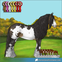 Horse Color:Buckskin Sabino Frame