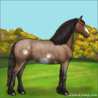 Horse Color:Buckskin Roan Sabino Frame 