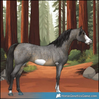 Horse Color:Buckskin Roan Sabino Frame 