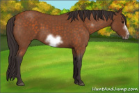 Horse Color:Buckskin Roan Sabino Frame 