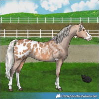 Horse Color:Silver Brown Dun Splash Appaloosa 