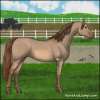 Horse Color:Red Dun 