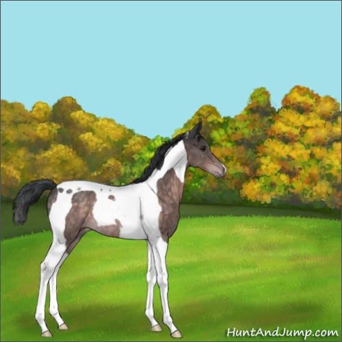 Horse Color:Platinum Brown Tobiano Rabicano 