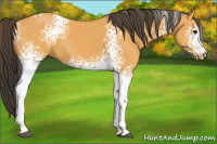 Horse Color:White Spotted Buckskin 