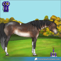 Horse Color:Brown Tobiano 