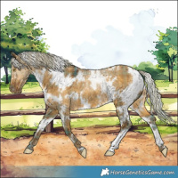 Horse Color:Plaid  White Spotted Chocolate Palomino Dun 