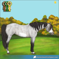 Horse Color:Buckskin Roan Sabino Frame 