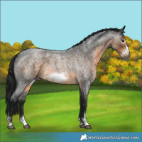 Horse Color:Gray Buckskin Roan Sabino Frame 
