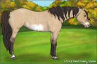 Horse Color:Buckskin Roan Dun Sabino Frame 