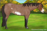Horse Color:Buckskin Roan Sabino Frame 