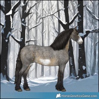 Horse Color:Buckskin Roan Sabino Frame 