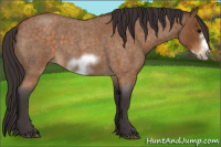Horse Color:Buckskin Roan Sabino Frame 