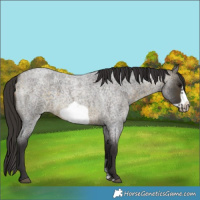 Horse Color:Buckskin Roan Sabino Frame 
