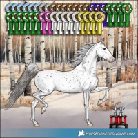 Horse Color:Black Leopard 