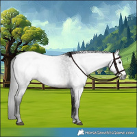 Horse Color:Gray Buckskin Roan Sabino Frame