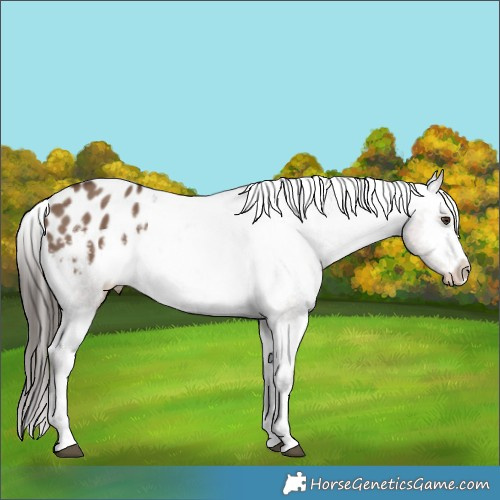 Horse Color:Liver Red Dun Appaloosa 