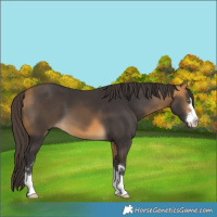Horse Color:Buckskin 