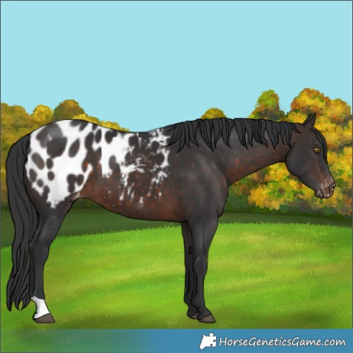 Horse Color:Brown Appaloosa