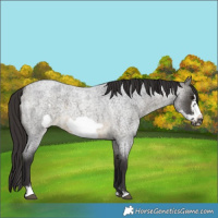 Horse Color:Buckskin Roan Sabino Frame 