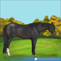 Horse Color:Brown Varnish