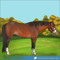 Horse Color:Bay 