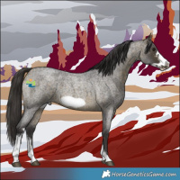 Horse Color:Buckskin Roan Sabino Frame 